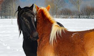 black and brown horses in love in winter pasture