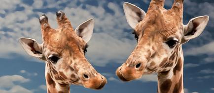 two Funny Giraffes, heads at sky, collage