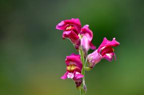 pink flowers in summer day