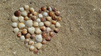 Heart Mussels sand