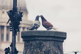 Lovebirds Pigeons kiss