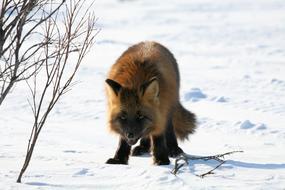 Fox Predator on snow