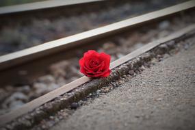 burgundy rose on the railway