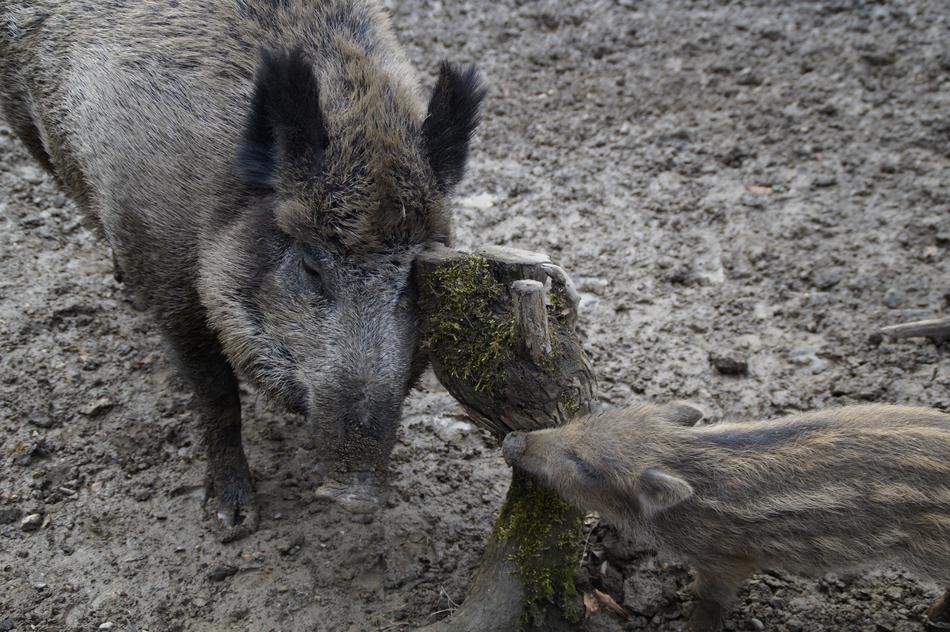 female boar, cub scratched in the mud