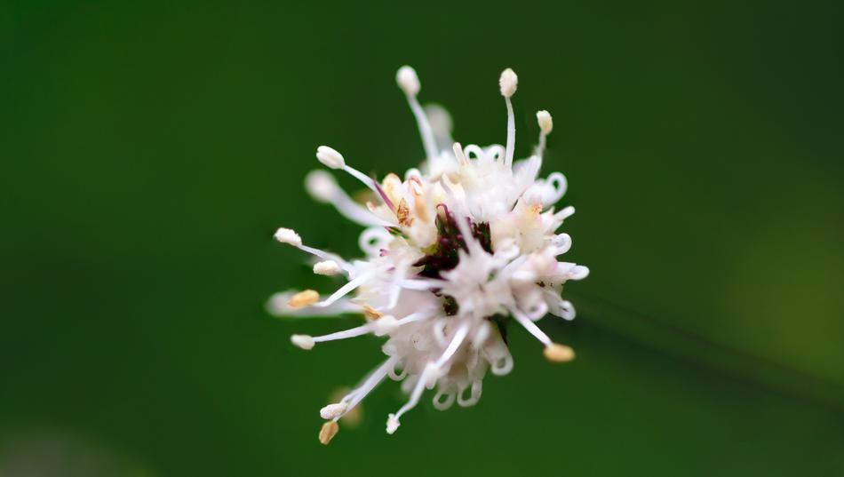 Background Beautiful plant