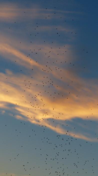 Swarm of mosquitoes, at beautiful blue sky and yellow clouds on background