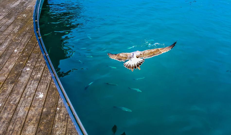 Beautiful and colorful seagull, flying above the turquoise and blue water, near the wooden pier