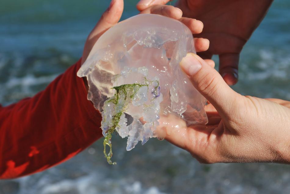 Close-up of the cute jellyfish, in the hands, in light