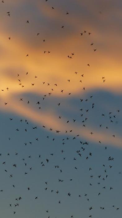 mosquito under the clouds at dusk