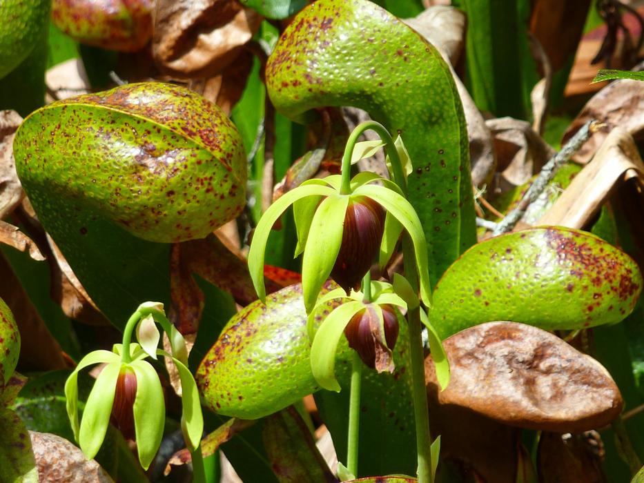 Green and red Darlingtonia plant growing in Oregon