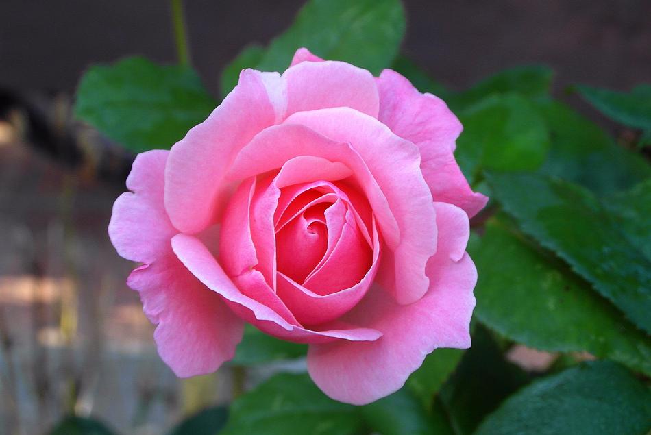 garden pink rose