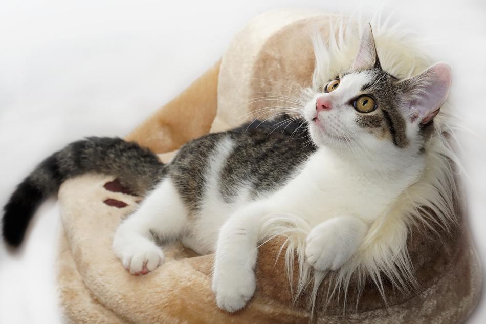 wonderful Pet Domestic