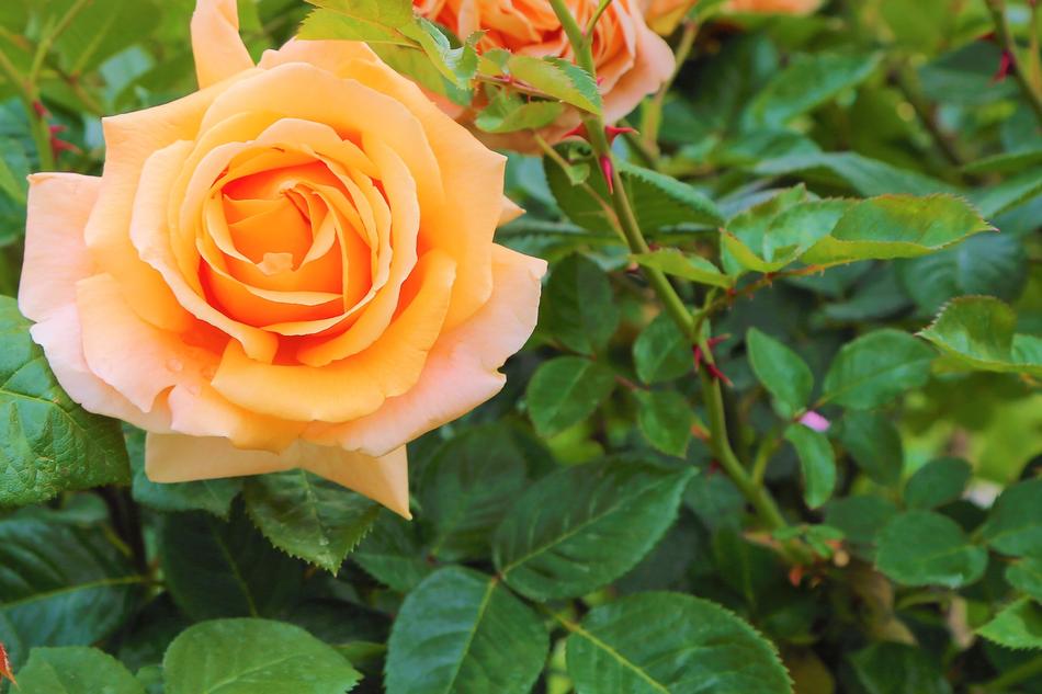 yellowish garden rose