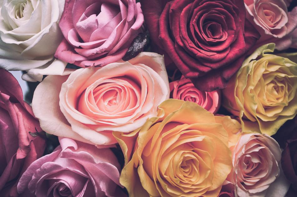 wallpaper with various roses
