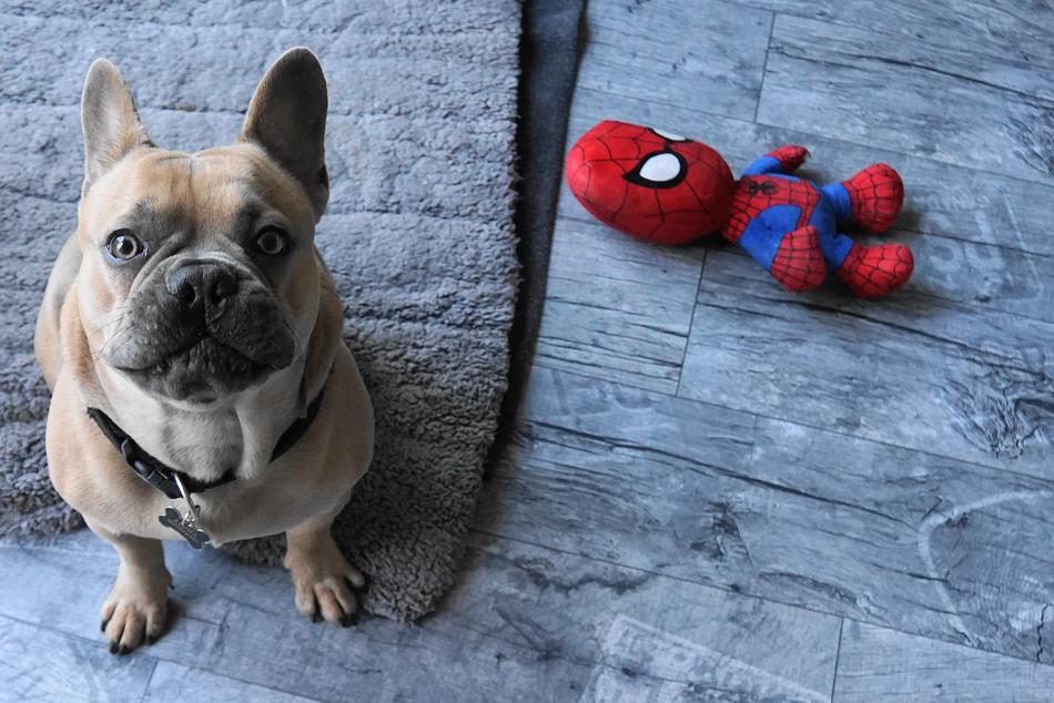 Cute and beautiful, brown French Bulldog, near the toy of Spiderman