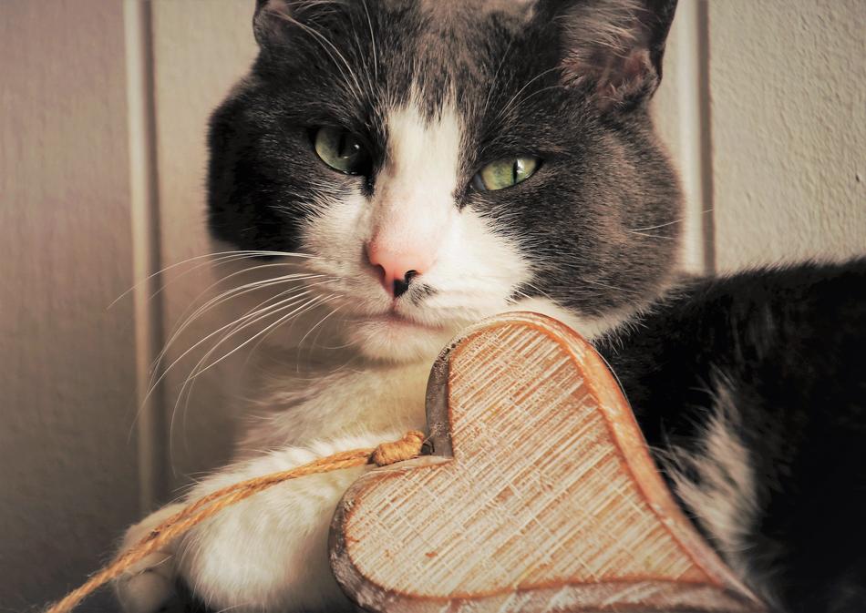 Portrait of the cute, colorful and beautiful cat, with the beautiful, wooden heart, on the Valentine's Day