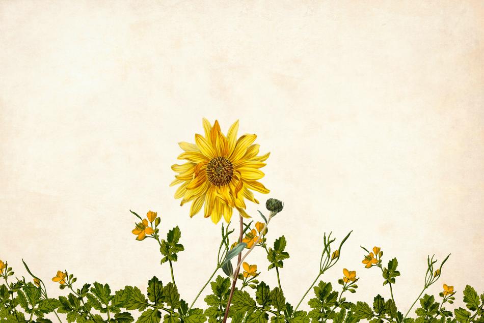 enchanting background border