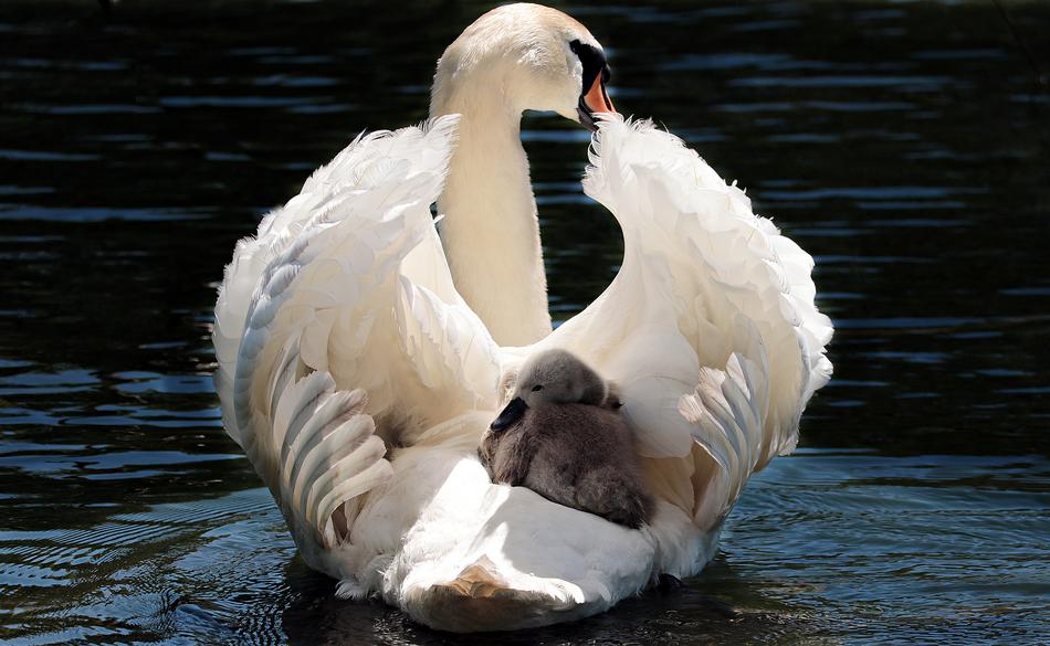fluffy cubs on the back of a swan
