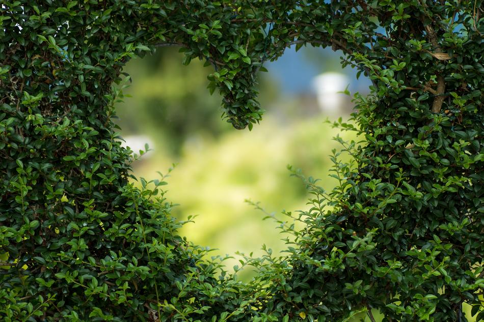 heart shaped hole in the bush among the plants