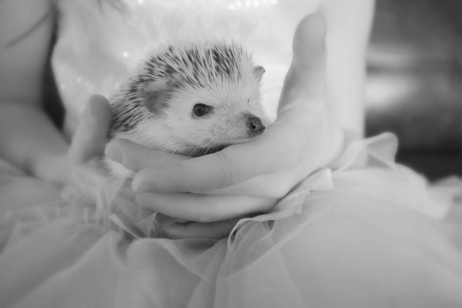 Black and white photo with the cute and beautiful hedgehog on the hands