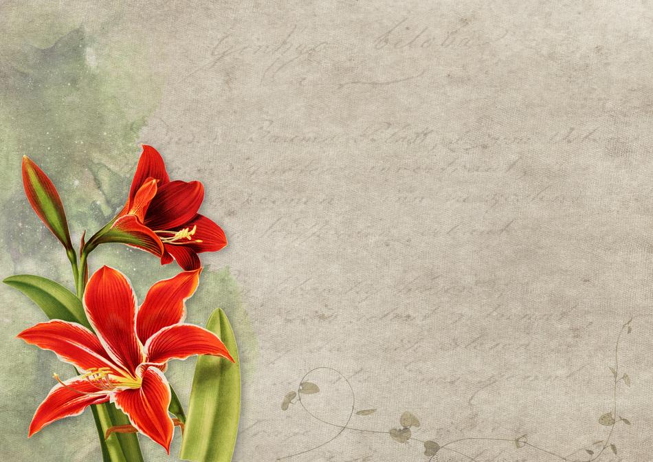 flower amaryllis paper
