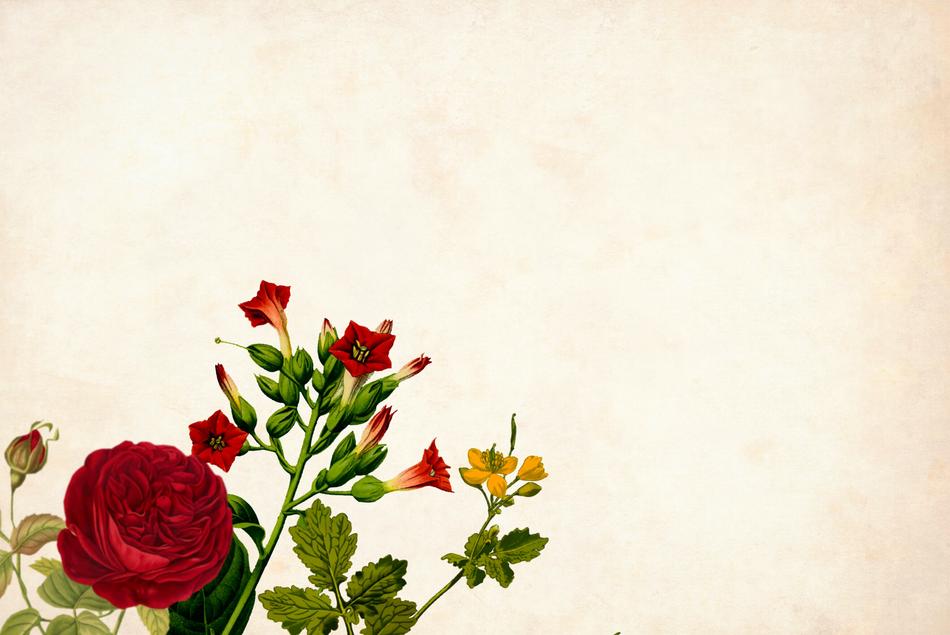 vintage background with decorative red roses