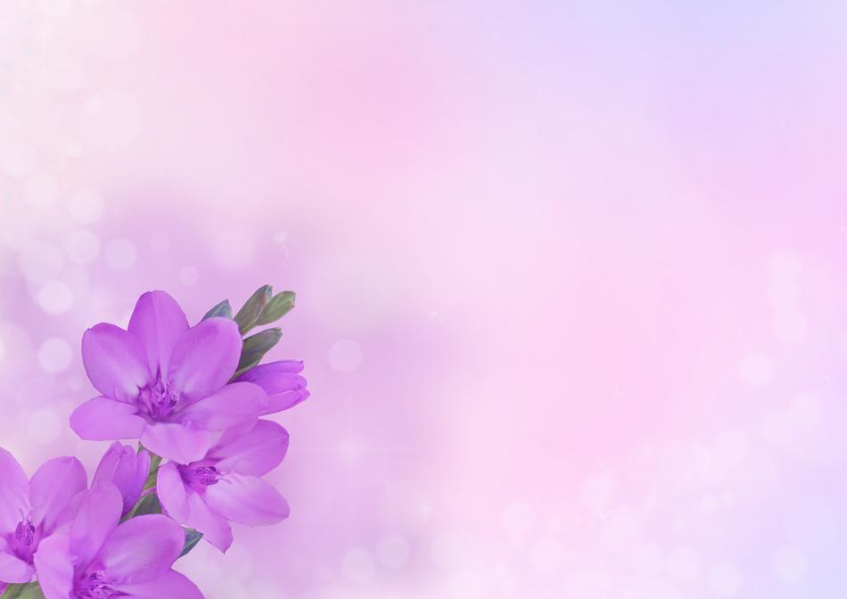 purple flowers on blank banner