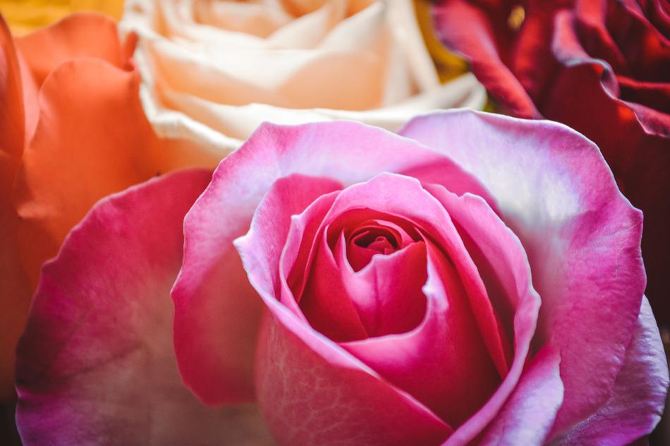 A lot of the beautiful and colorful flowers