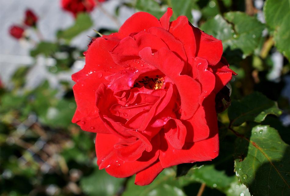 Rose Floribunda Bouquet