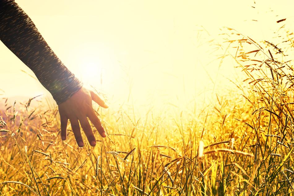 Hands Grasses