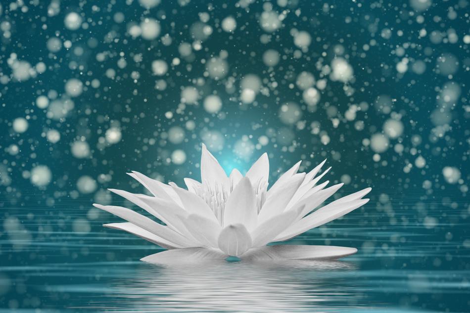 Beautiful white water lily with the bokeh effect