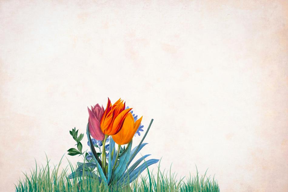 vintage background with tulips