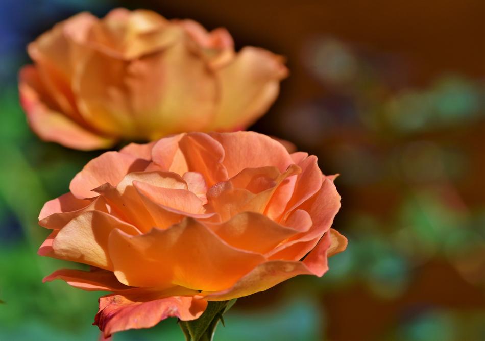 orange Floribunda Rose