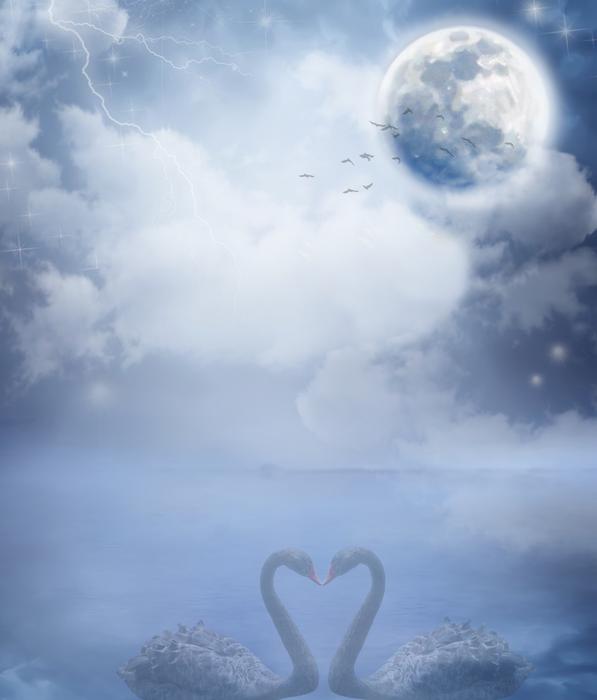 loving swans in the fog against the background of the full moon