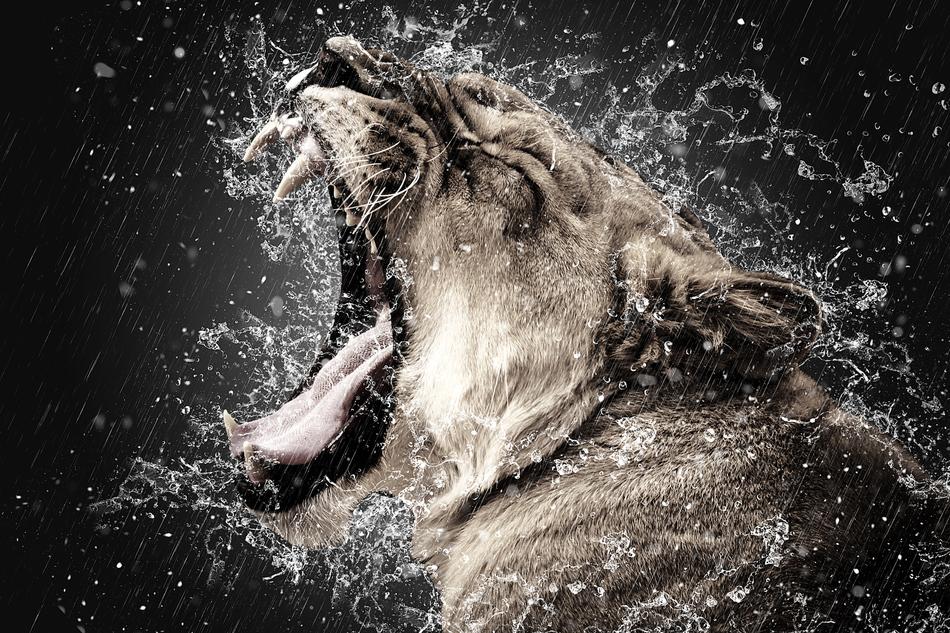 Tiger Animal in the splashes of water