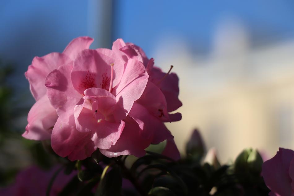 enchanting Pink Flowers