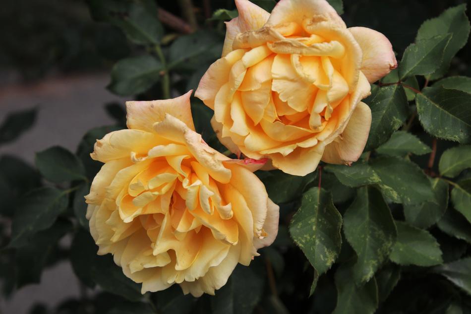 Yellow Roses Flowers