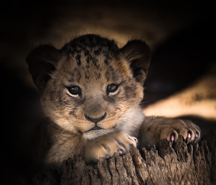 lion cub on a log in Africa