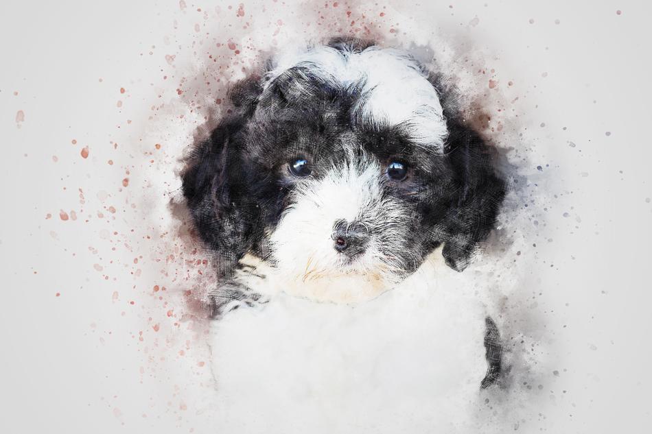 vintage image of a black and white puppy