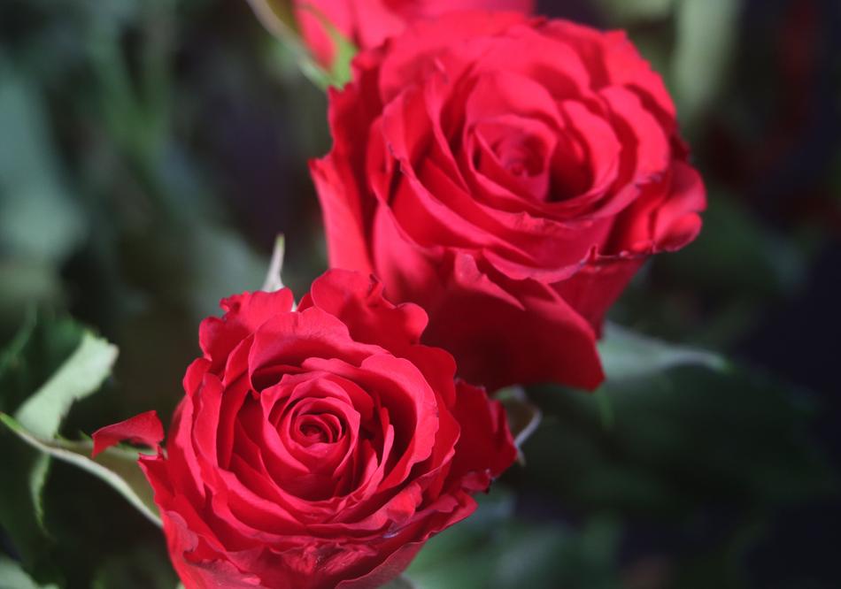 bright summer roses in the garden