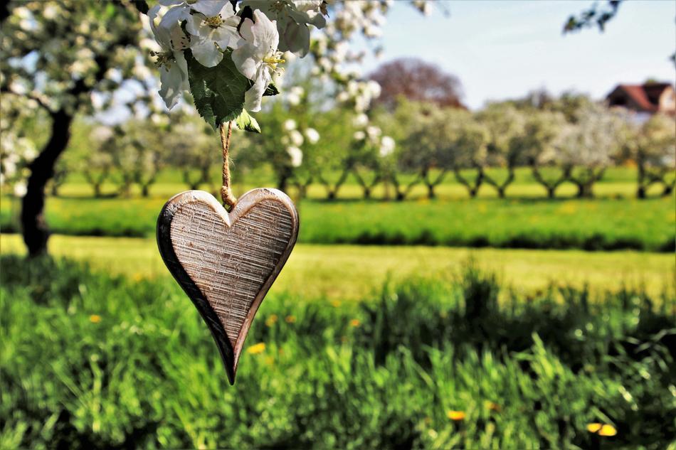 hanging wooden heart on the tree