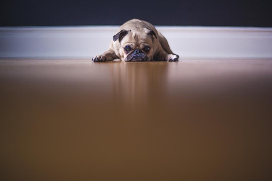 enchanting Pug Dog