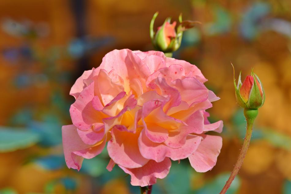 Beautiful rose flower and blossoming buds