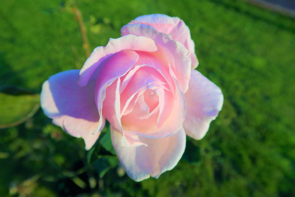 delicate pink rose on a background of green grass