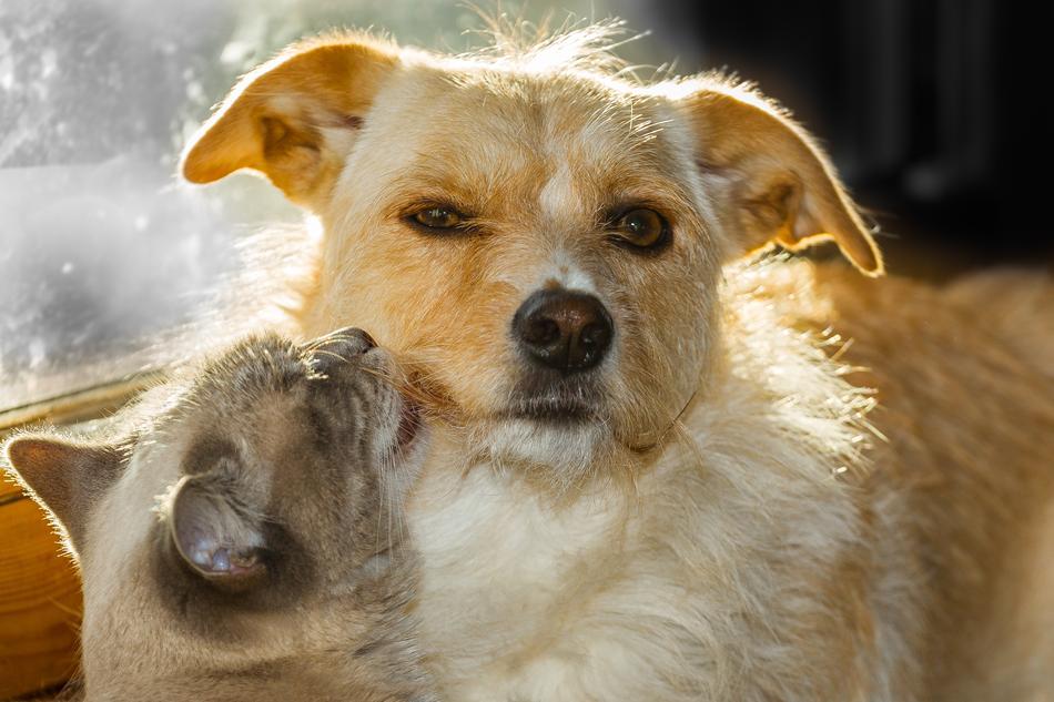 Mongrel dog and gray cat