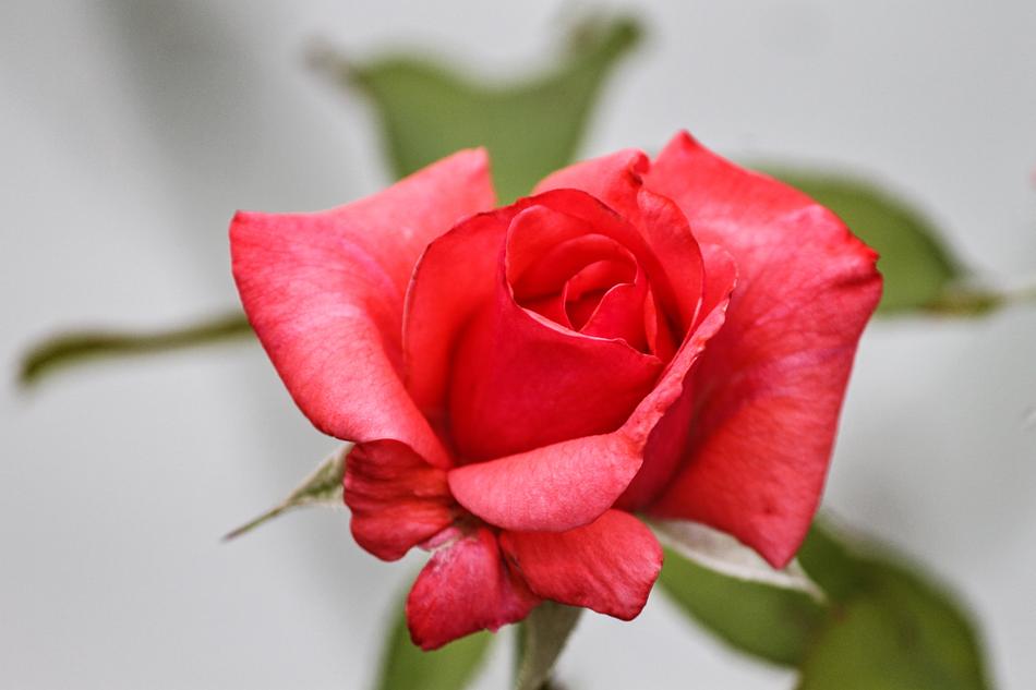 beautiful scarlet rose in the garden on blurred background