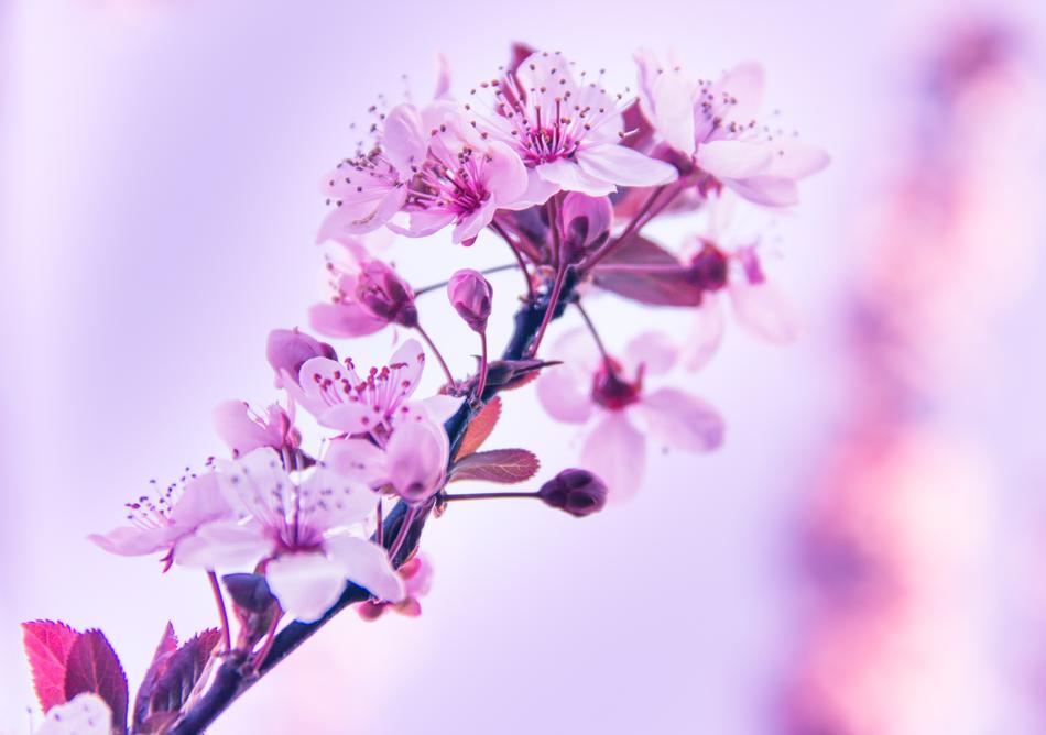Beautiful and colorful flowers on the branch