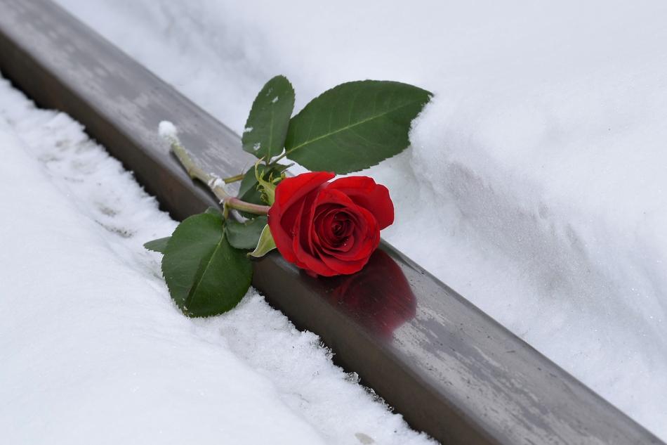 Red Rose Lost