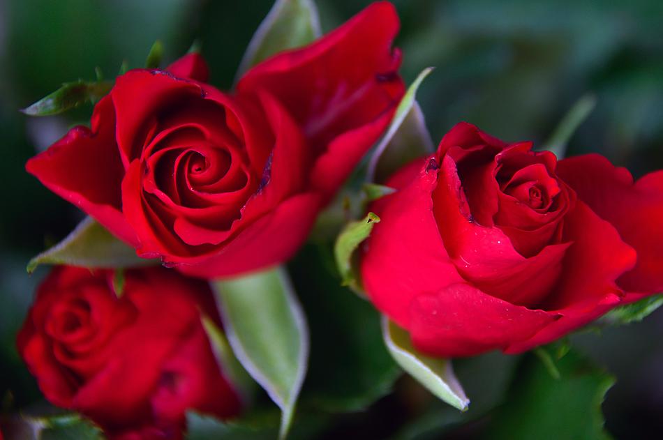bouquet of red roses in blurred background