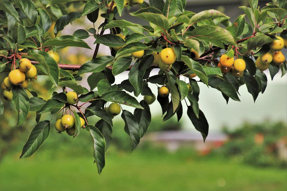 Garden Branch Paradise
